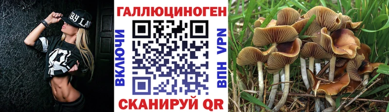Галлюциногенные грибы Psilocybine cubensis  Верхоянск 
